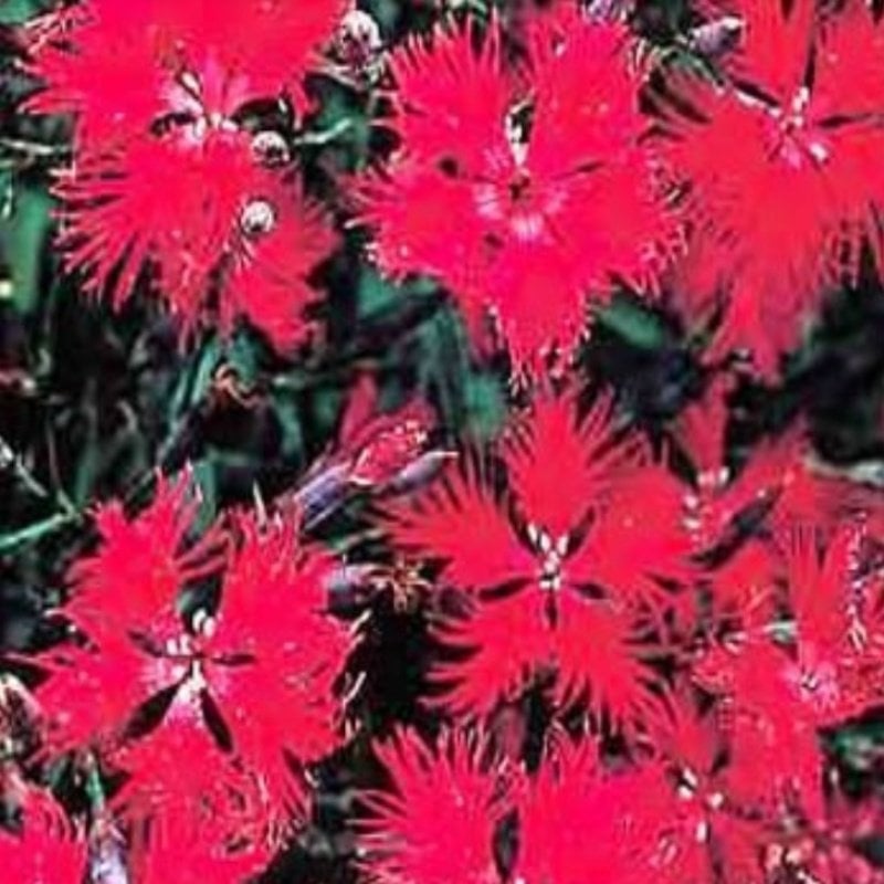 Dianthus Superbus Red Bol Kokulu Karanfil Çiçeği Tohumu(100 adet)