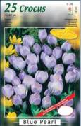 Botanik Blue Pearl Safran Soğanı