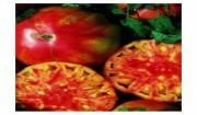 Flame Domates Fidesi 10 adet