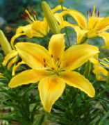 Pollyanna Sarı Lilium Zambak Soğanı (1 adet)