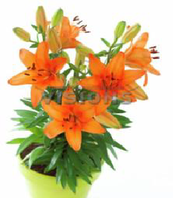 Tiny Bee Turuncu Lilium Zambak Soğanı (2 adet)
