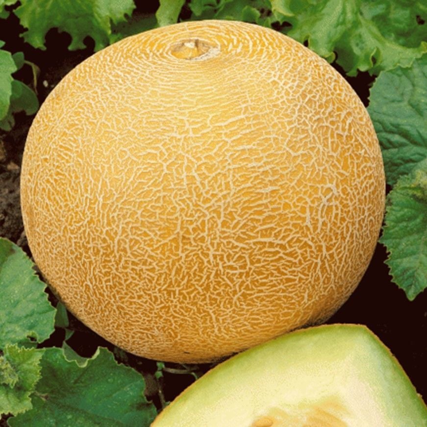 Yoğun Kokulu Kokulu Gali Tipi  Ananas Kavun Fidesi(5 adet)