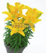 Tiny Invader Sarı Lillium Lilyum Zambak Soğanı (1 adet )