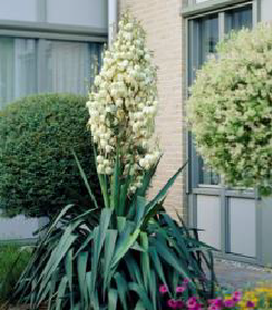 Filamentosa Beyaz Yucca Yuka Avize Çiçeği Soğanı