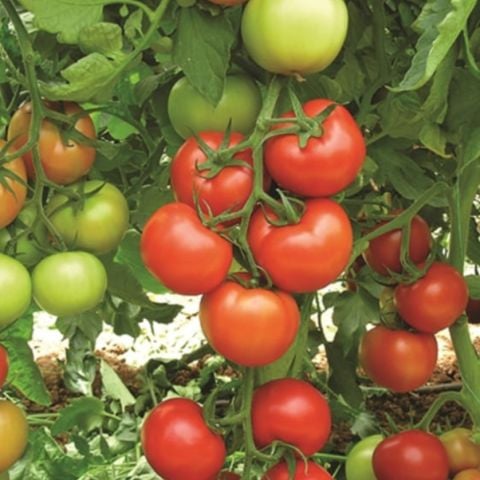 Yüksek Verimli Kokulu Seval Tane Kırmızı  Domates Fidesi (5 adet)