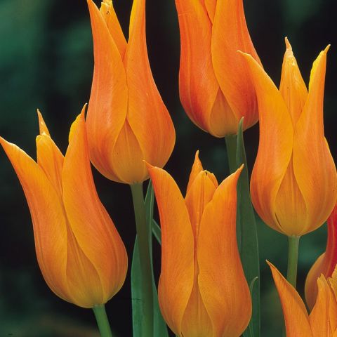 Osmanlı Ballerina Nadir Lale Soğanı (4 Soğan)