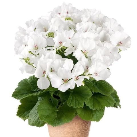 Clarion  White Beyaz Çiçekli Sardunya Canan Çiçeği Fidesi (1  Adet)