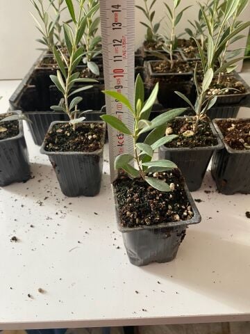 Sertifikalı zeytin Fidanı 550 adet
