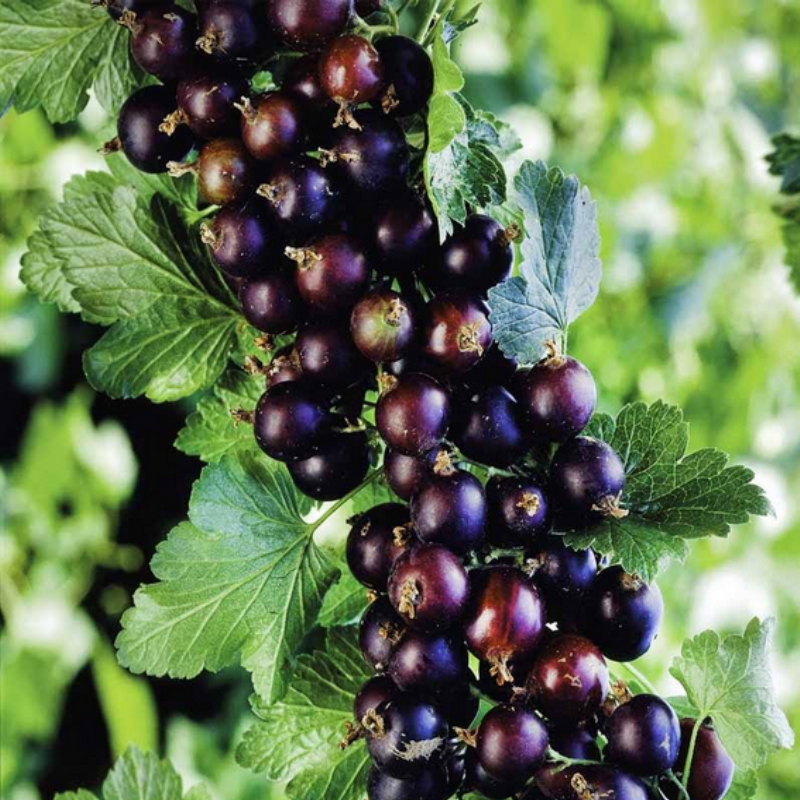 Doğal Siyah Frenk Üzümü Tohumu(10 tohum)