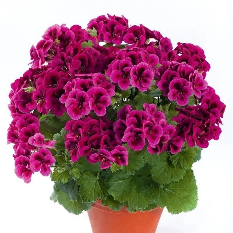 Clarion  Violet Menekşe Çiçekli Sardunya Canan Çiçeği Fidesi (1  Adet)