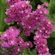 Limonium Sinuatum Deep Rose  Deniz Lavantası Tohumu  (30 tohum)