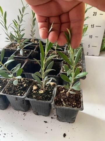 Sertifikalı zeytin Fidanı 350  adet