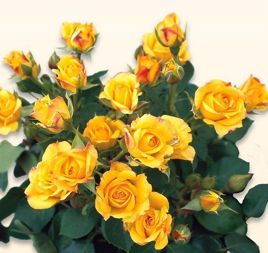 Açık Kök Koleksiyonluk Koyu Sarı Yediveren Yellow Taifun Gül Fidanı