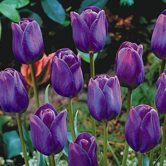 Purple Flag Koyu Mor  Lale Soğanı  (4 Soğan)