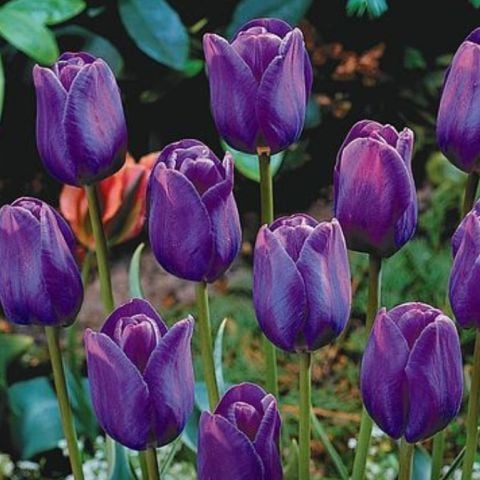 Purple Flag Koyu Mor  Lale Soğanı  (4 Soğan)
