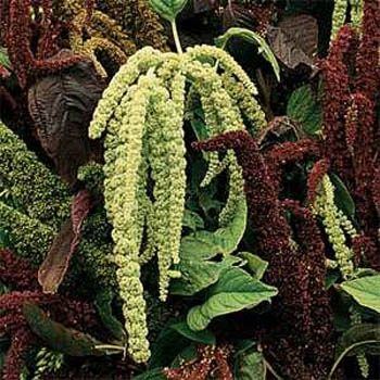 Amaranthus Caudatus Çiçeği Tohumu(50 tohum)