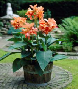 Salmon Pink Canna Tesbih Çiçeği Soğanı (1 Soğan)