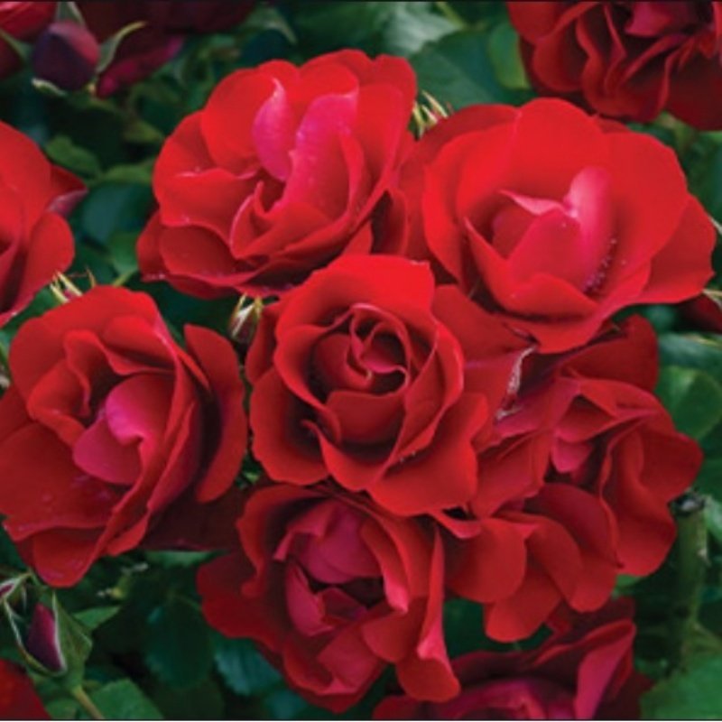Açık Kök Black Forest Rose Yediveren Gül Fidanı