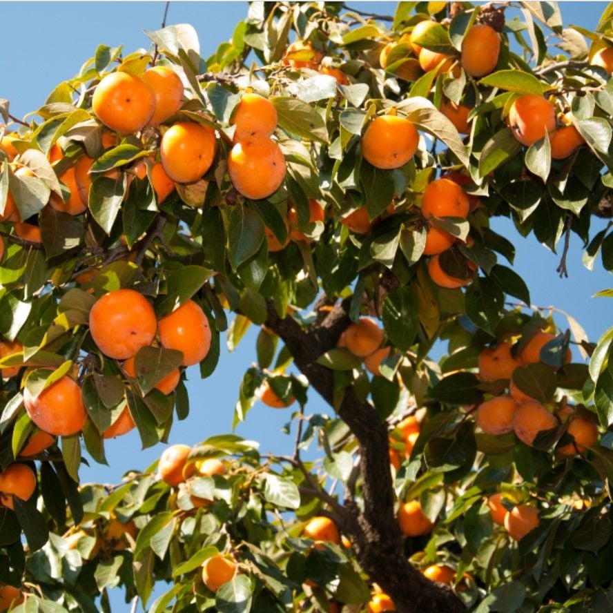 Tüplü Soğuklara Dayanıklı Yüksek Verimli  Jiro Trabzon Hurması Fidanı