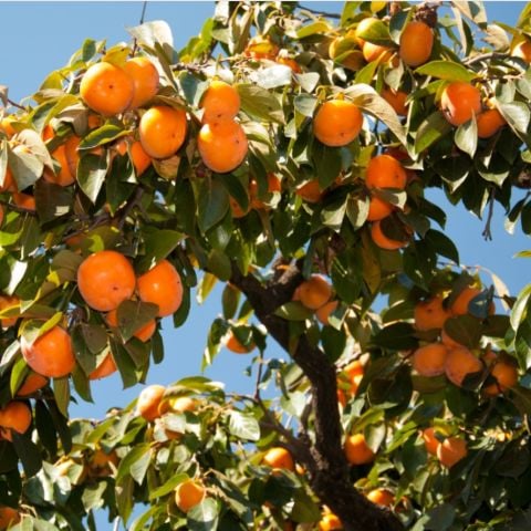 Tüplü Soğuklara Dayanıklı Yüksek Verimli  Jiro Trabzon Hurması Fidanı