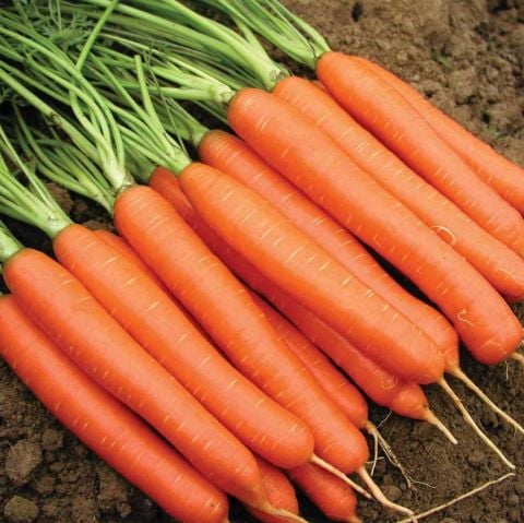 Nantes Havuç Fidesi (5 adet)