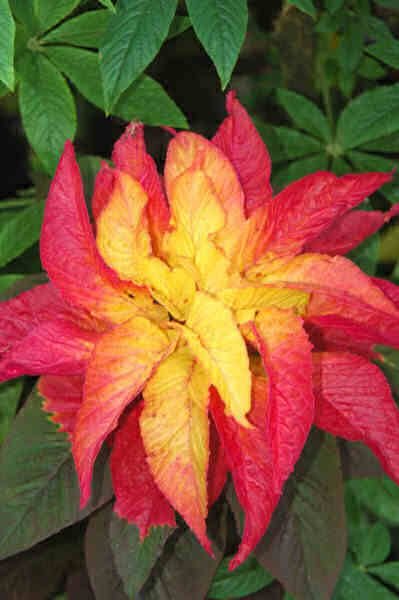 İllumination Sarı Kırmızı Amaranthus(Horoz İbiği) Çiçeği Tohumu(50 adet)