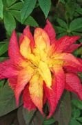 İllumination Sarı Kırmızı Amaranthus(Horoz İbiği) Çiçeği Tohumu(50 adet)