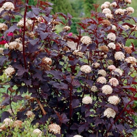Soğuklara Dayanıklı Physocarpus Opulifolius Diabolo Dumanlı Yaprakları Olan Beyaz Çiçekli Dokuz Kabuk Çalısı Fidanı