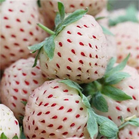 Yediveren Kokulu Beyaz Çilek Pineberry (5 adet )
