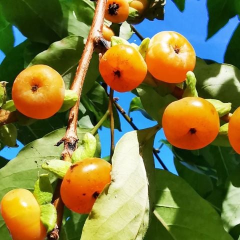 Tüplü Nadir Date Plum Yüksek Aromalı Mini Meyveli Bebek Trabzon Hurması Fidanı