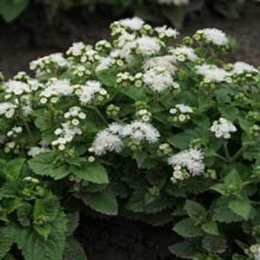 Beyaz Ageratum(Vapur Dumanı) Çiçeği Tohumu
