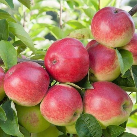 Seneye Meyve Verebilir Durumda Kokulu Yarı Bodur Amasya Misketi Elma Fidanı