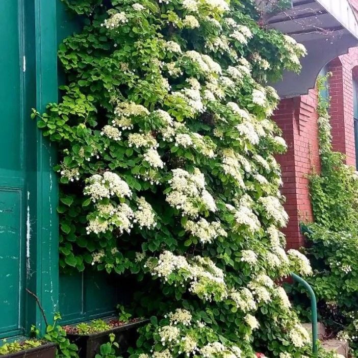Soğuklara Dayanıklı Hydrangea Anomala Petiolaris Beyaz Kokulu Çiçekli Sarmaşık Ortanca Fidanı
