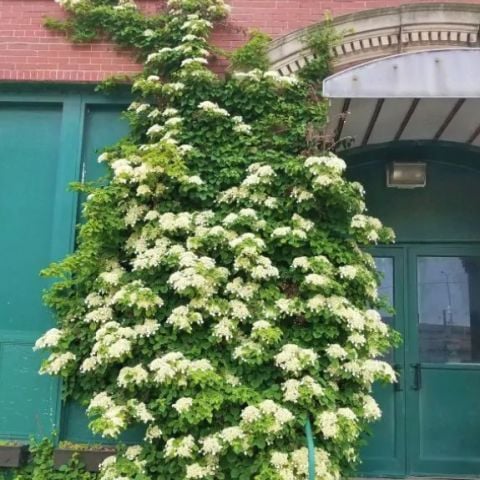 Soğuklara Dayanıklı Hydrangea Anomala Petiolaris Beyaz Kokulu Çiçekli Sarmaşık Ortanca Fidanı