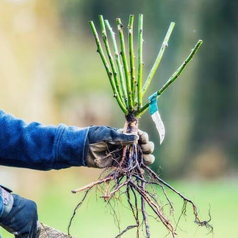 Açık Kök Koleksiyonluk Garten Spass Yediveren Gül Fidanı