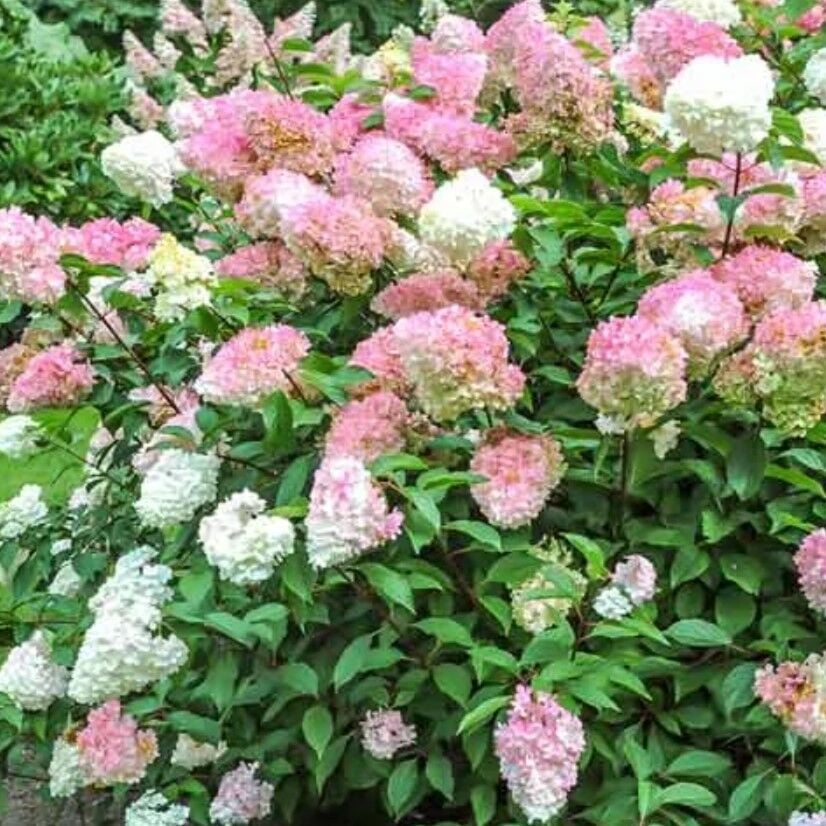 Soğuklara Dayanıklı Hydrangea Anomala Pink Lady Ortanca Fidanı