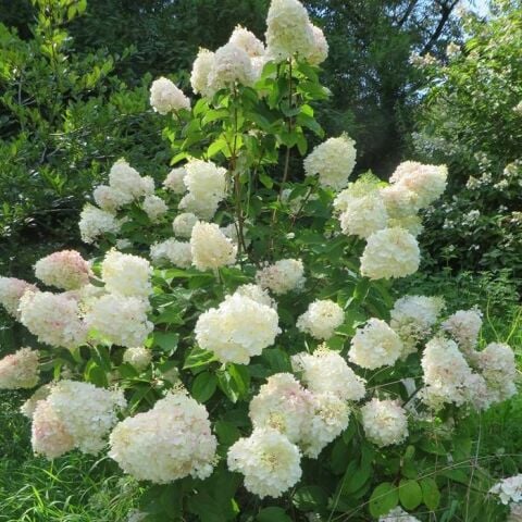 Soğuklara Dayanıklı Hydrangea Anomala Silver Dollar Ortanca Fidanı