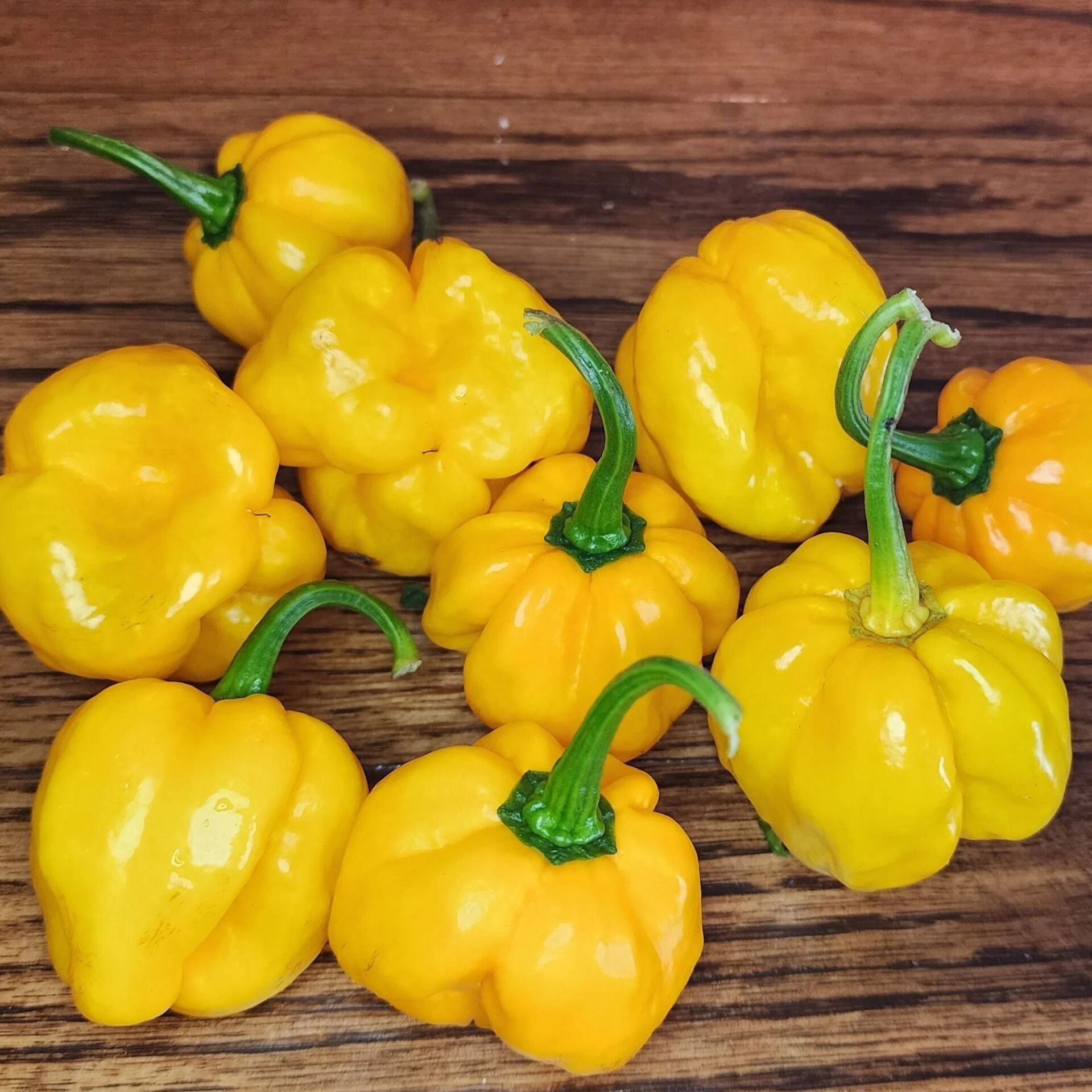 Ata Tohumları Geleneksel Aji Margarite Yellow Biber Tohumu  (10 Tohum)