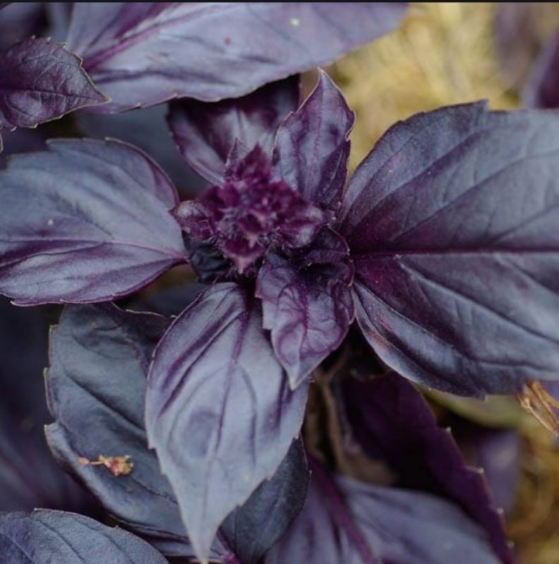 Red Basil Boza Kırmızı Tatlı Fesleğen Tohumu(100 tohum)
