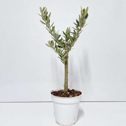 Ücretsiz Kargo Saksıda Minyatür Bonsai Yapımına Uygun Hediyelik Zeytin Fidanı 13'lük Saksı