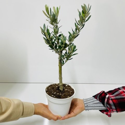 Ücretsiz Kargo Saksıda Minyatür Bonsai Yapımına Uygun Hediyelik Zeytin Fidanı 13'lük Saksı