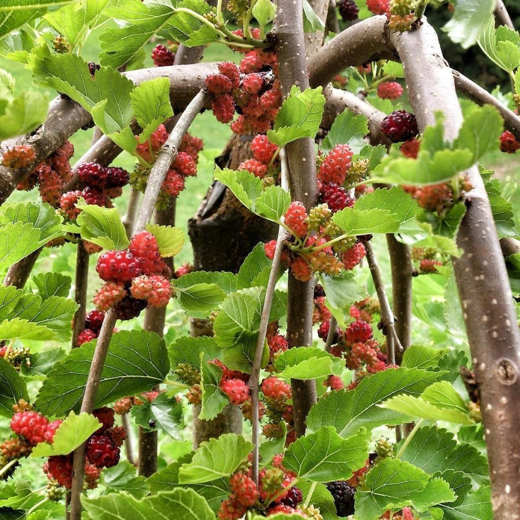 Tüplü Ters Dut Fidanı (10-20 cm Mini Boy)