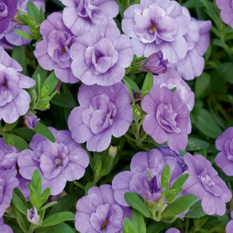 Calita Double Katmerli Blue Calibrochoa Çiçeği Fidesi(2 adet)