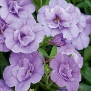 Calita Double Katmerli Blue Calibrochoa Çiçeği Fidesi(2 adet)