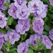 Calita Double Katmerli Blue Calibrochoa Çiçeği Fidesi(2 adet)