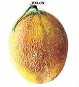 Çıtırex Ananas Kavun Fidesi (5 adet)
