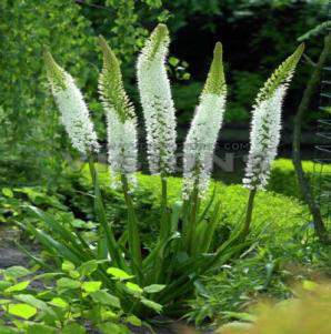 Himalaicus Eremurus Süs Kamçısı Çiçeği Soğanı (1 adet)