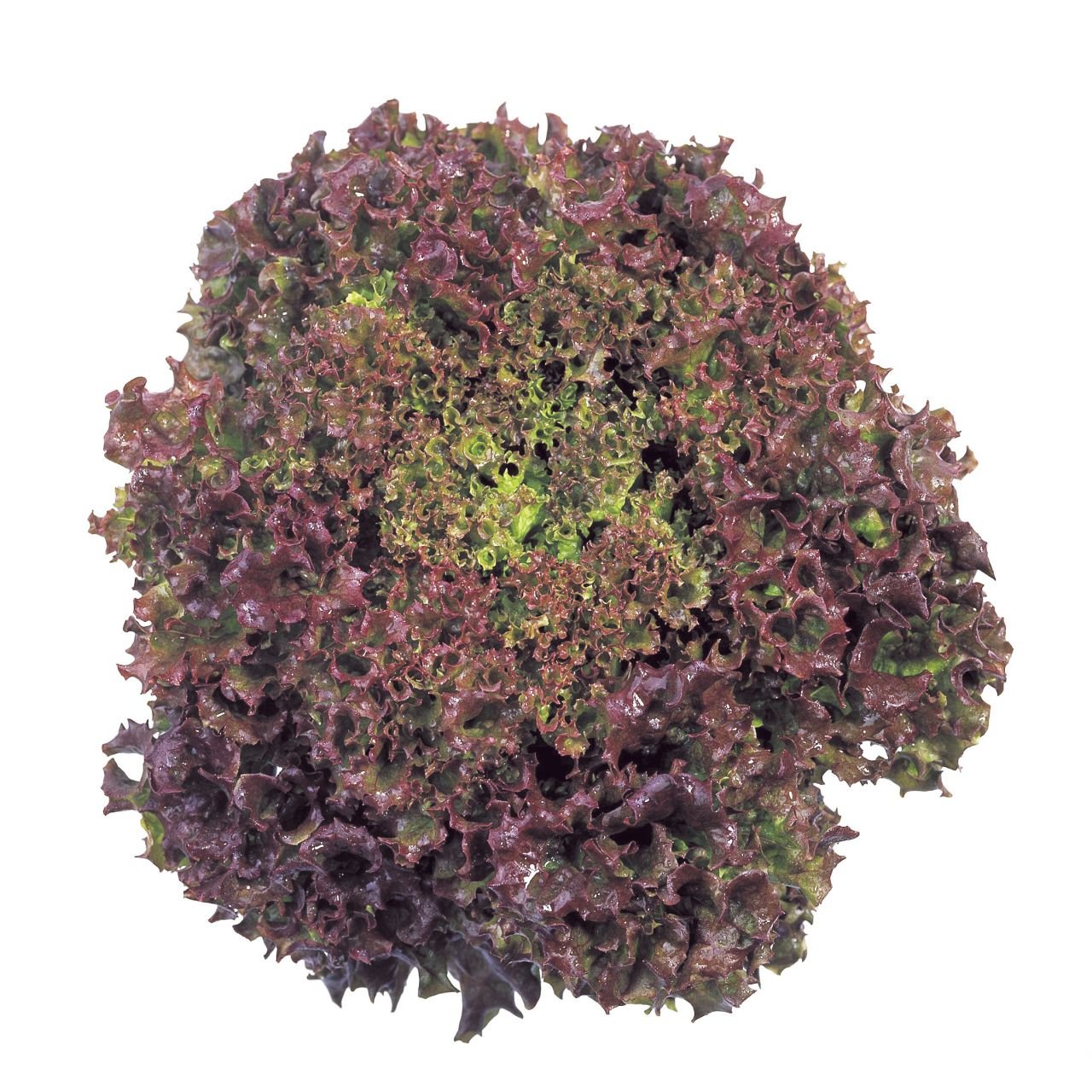 Kırmızı Yapraklı Kıvırcık Marul (1 gram)