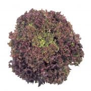 Kırmızı Yapraklı Kıvırcık Marul (1 gram)