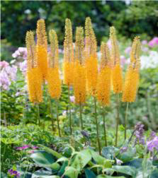 Orange Eremurus Süs Kamçısı Çiçeği Soğanı